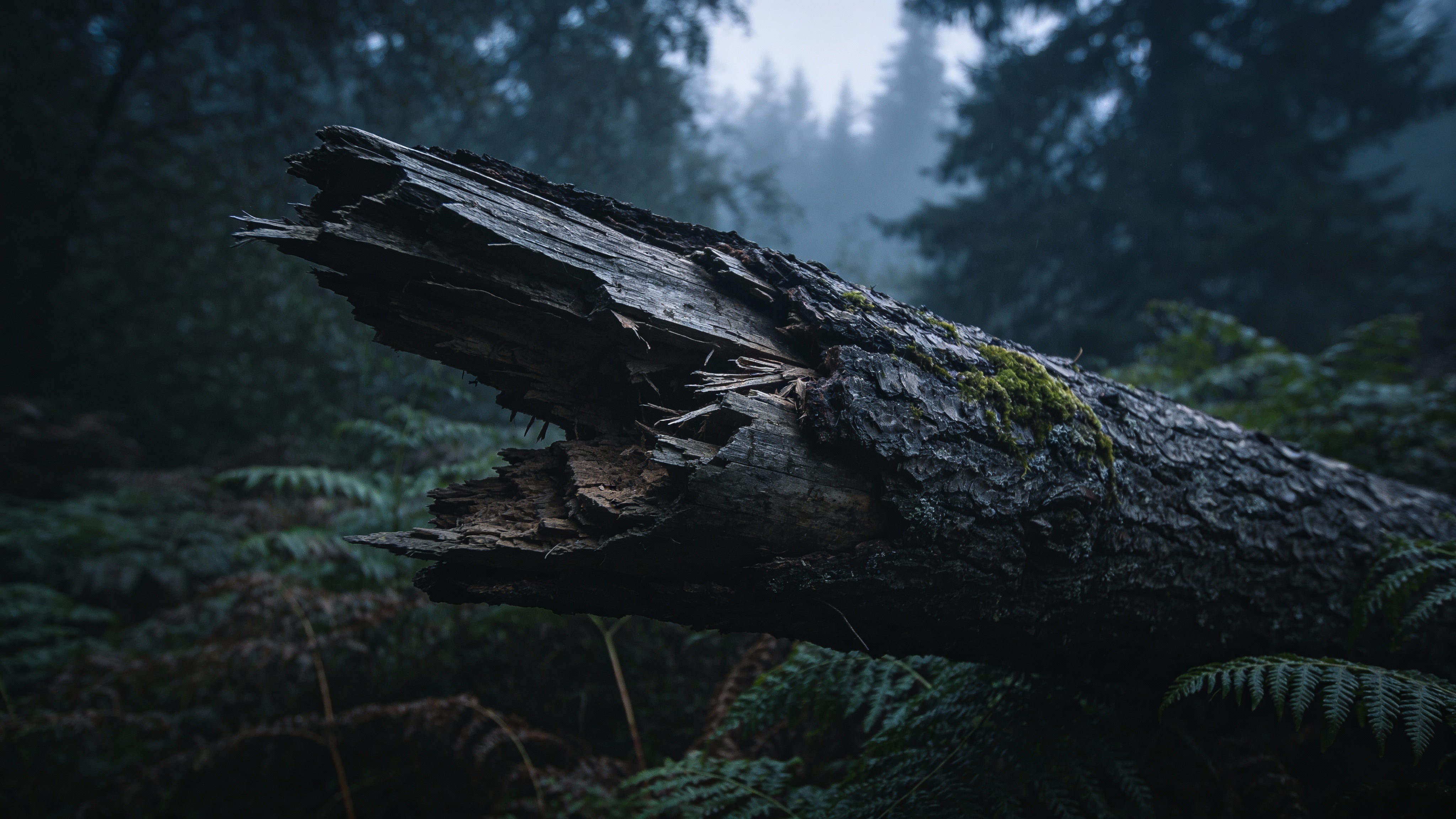 A mossy, fallen tree trunk in a misty and dark Scandinavian forest.